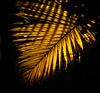 Ross Hamamura, e500   .... web site: www.RDHphoto.net