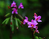 Photographer Luther Chong ... Link to Luther's site: http://zluther.smugmug.com/