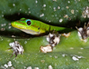 Photographer: Jerry Anaya ... more of his images at  http://sj-macro.smugmug.com/
