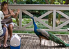 "but I was just looking"    ... Photographer: Ross Hamamrua, web site: www.RDHphoto.net