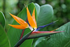 Milton Hee  Flowers / Waimea 2007
