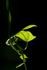 Fanny Li    Waimea  more images @ http://sunnyface.smugmug.com/