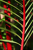 Exhibit in Macys Kahala Dec 2007-Feb 2008 Photographer: Fanny Li:  See more of her images at http://sunnyface.smugmug.com/   ....  fyi: Photographer: Diane Kon  also exhibited images at this time (not shown)