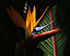 Bird of Paradise taken at the Hale Koa  stream of sunlight coming down through the trees hitting just this flower.  Photographer Katherine Finch more of her images at  www.pbase.com/finches