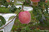 Sugoi Aomori Ringo:  This is the best apple in Japan and perhaps in the world.  Upon my return to Honolulu, the beagle dog sat right by carryon as I waited for my luggage.  The inspector asked me if I had any fruits.  I told the lady inspector that I had some Aomori ringo a week ago before returning to Hawaii.
  Photographer: Leroy Nagasako