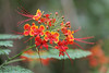 Honolulu Zoo,  5D Photographer: Milton Hee, more of Milton's Zoo images  here http://miltonhee.smugmug.com/gallery/4432567_rFYwK#260447330
