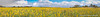 Panoramic : Panoramic