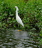 Photographer: Paul Johnson  ... The pictures are from April this year, all taken on the St. Johns river near Blue Springs.  The Egret is standing on a manatee.